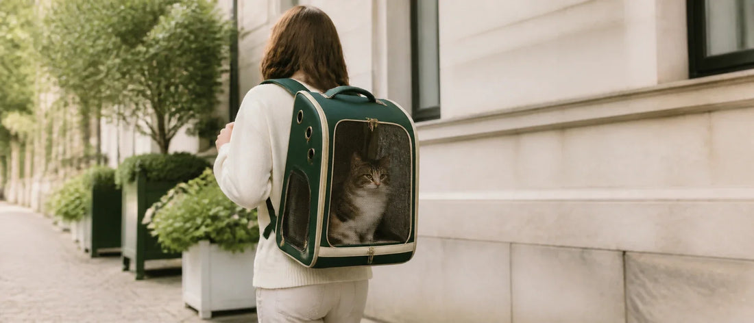 Cat travelling calmly in a roomy ventilated backpack carrier with large mesh front on a short walk - Petifo