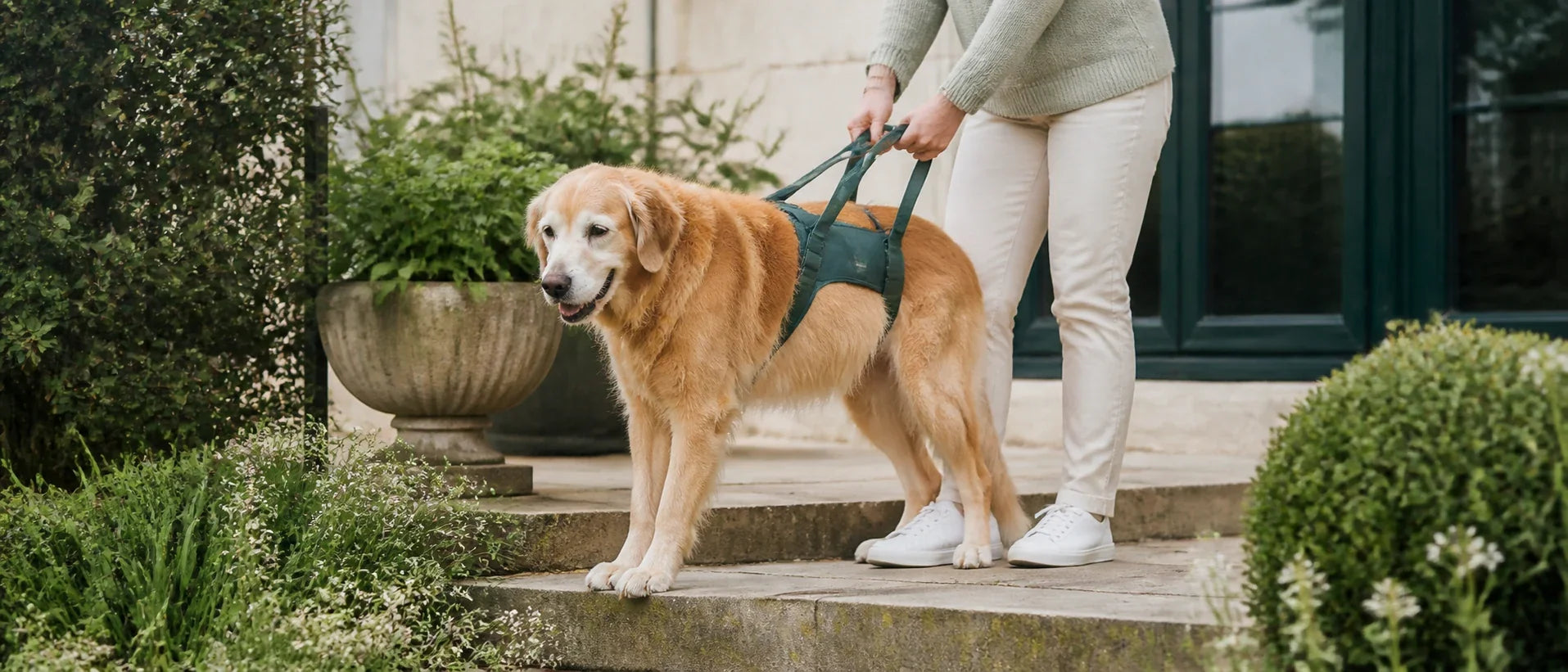 Senior golden retriever supported gently by a rear lift harness on a short garden step - Petifo