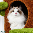 Close-up of a beautiful fluffy ragdoll cat relaxing inside a cozy, round cat condo on a tree-style cat tree.