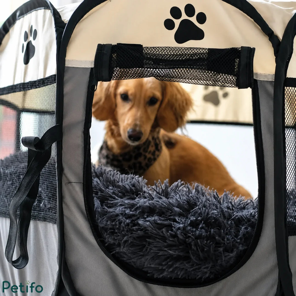 Cream dachshund resting on a plush dark gray bed inside a Petifo portable mesh dog plaype