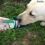 Golden retriever dog drinking fresh water from the leaf-shaped trough of a Petifo portable bottle.
