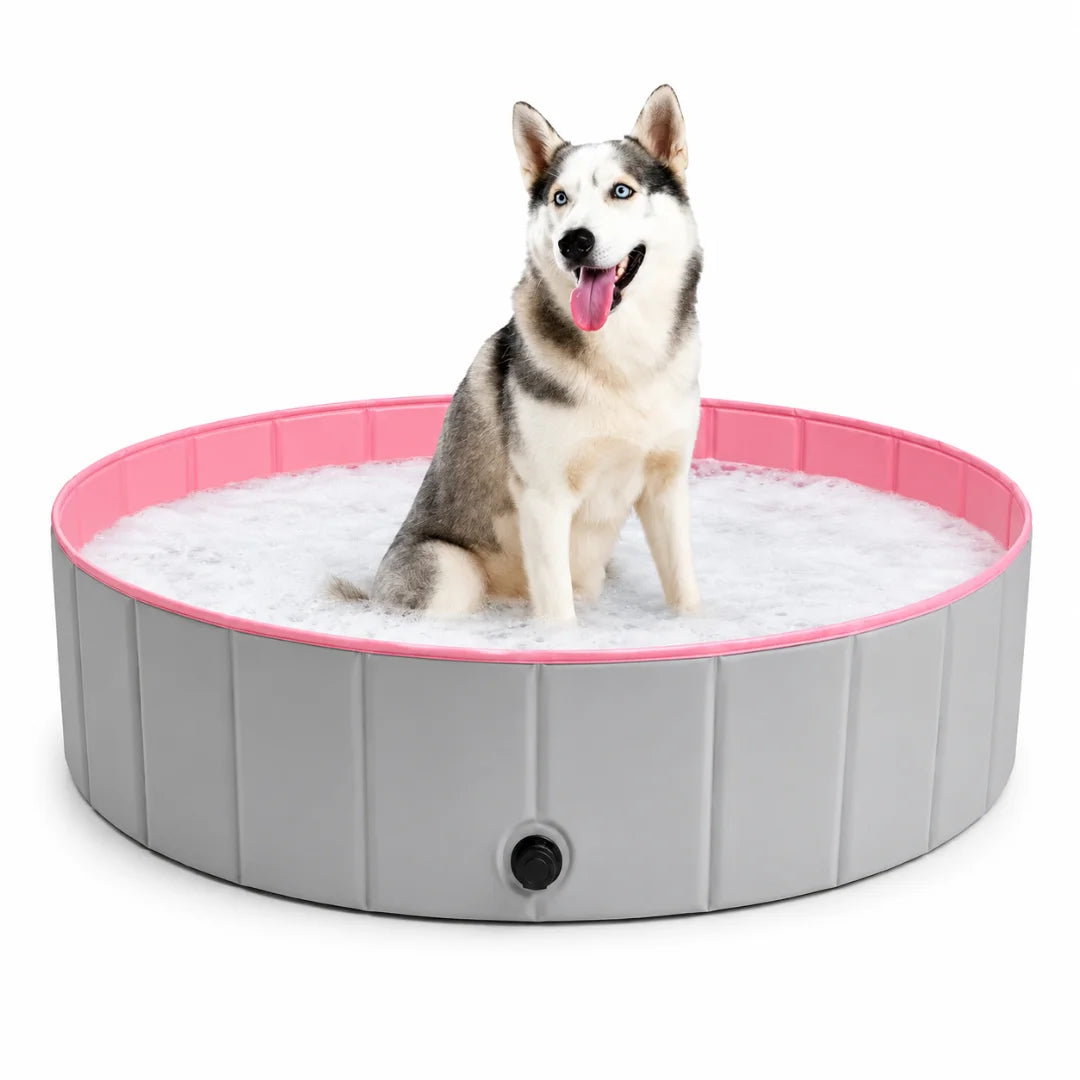 Siberian Husky sitting inside a gray and pink Petifo foldable dog swimming pool.