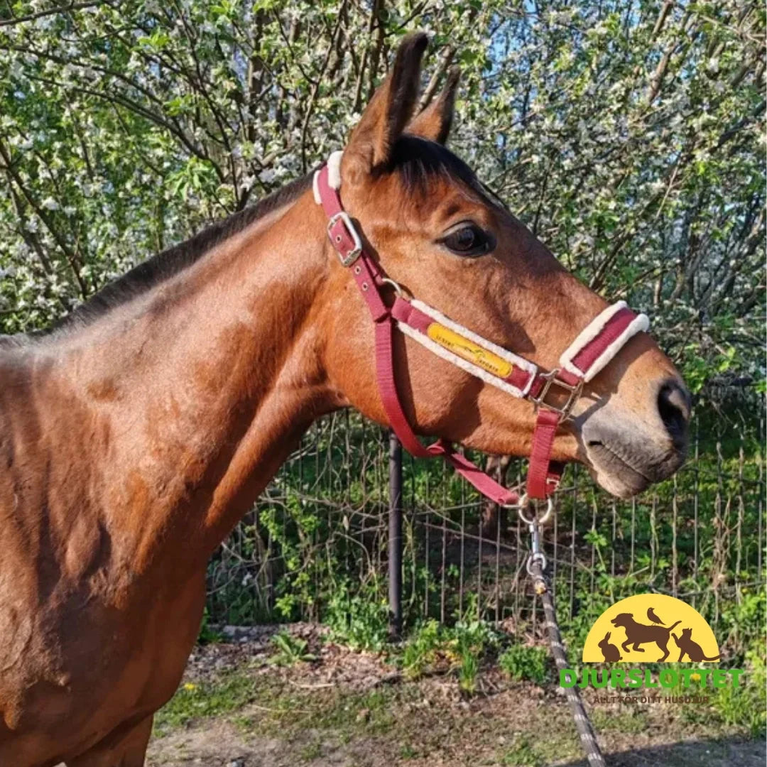 Padded Adjustable Horse Halter Adjustable fit - Petifo