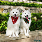 Two white dogs sitting outdoors wearing red and green Christmas bandanas.