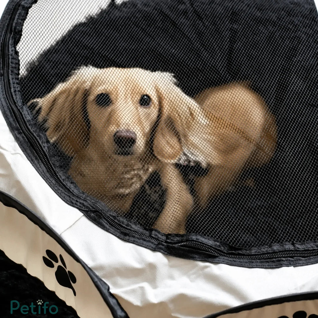 Cream dachshund looking through the secure zippered mesh door of a Petifo pet playpen.