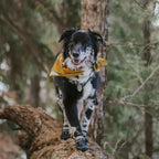 SnowGrip Waterproof Dog Shoes (Reflective) - Petifo