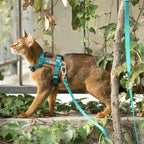 HiDream Leather Series cat harness - Petifo