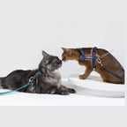 HiDream Leather Series cat harness - Petifo