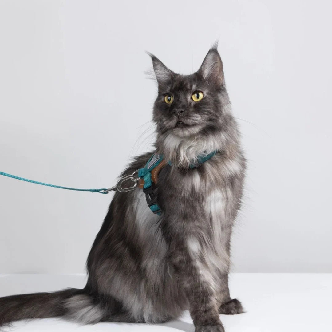 HiDream Leather Series cat harness - Petifo