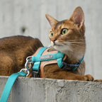 HiDream Leather Series cat harness - Petifo
