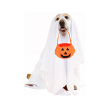Disfraz de Halloween con cesta de calabaza para perros
