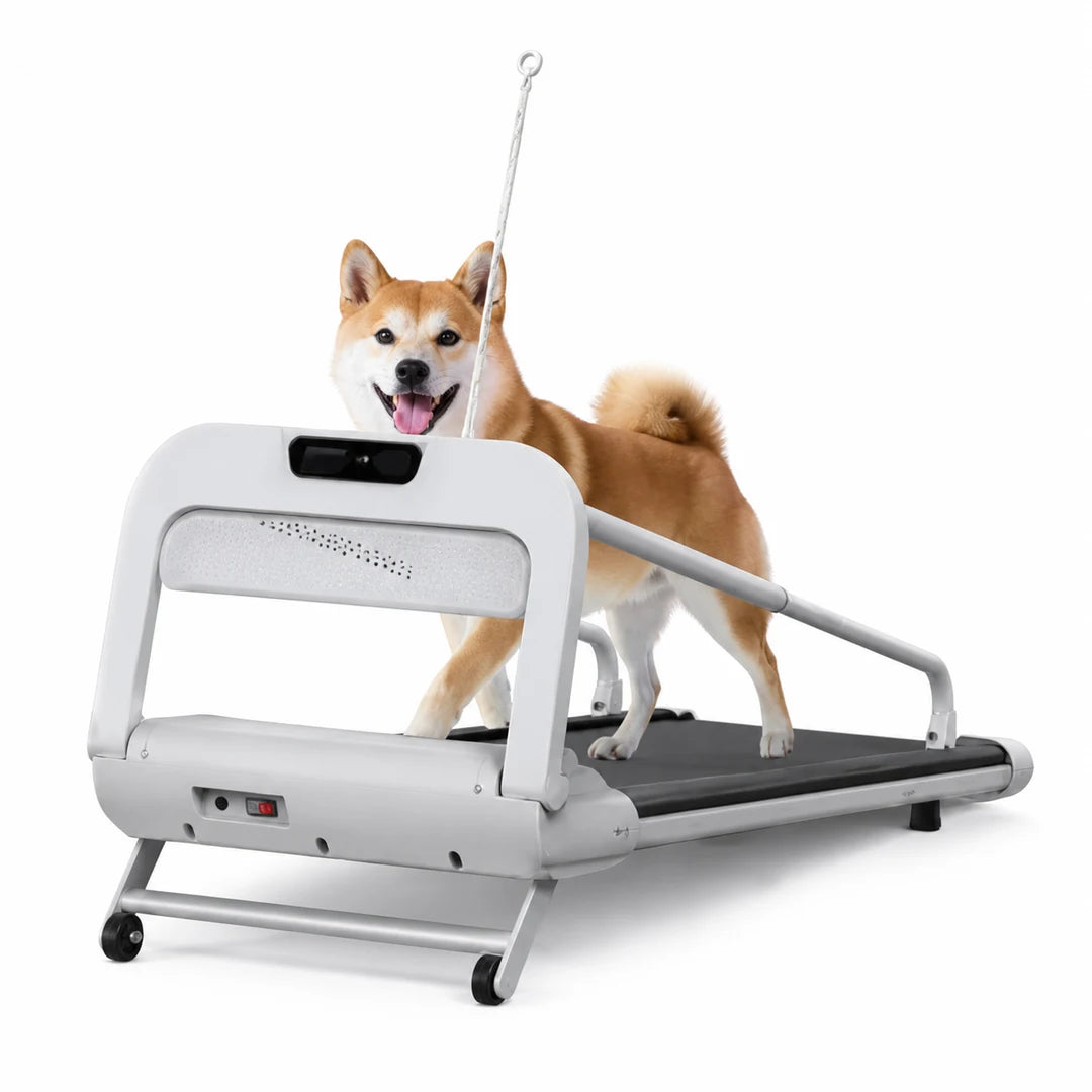 Cinta de correr plegable para perros con un perro caminando