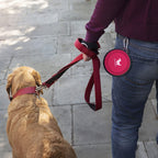 Portable Foldable Water Bowl - djurslottet