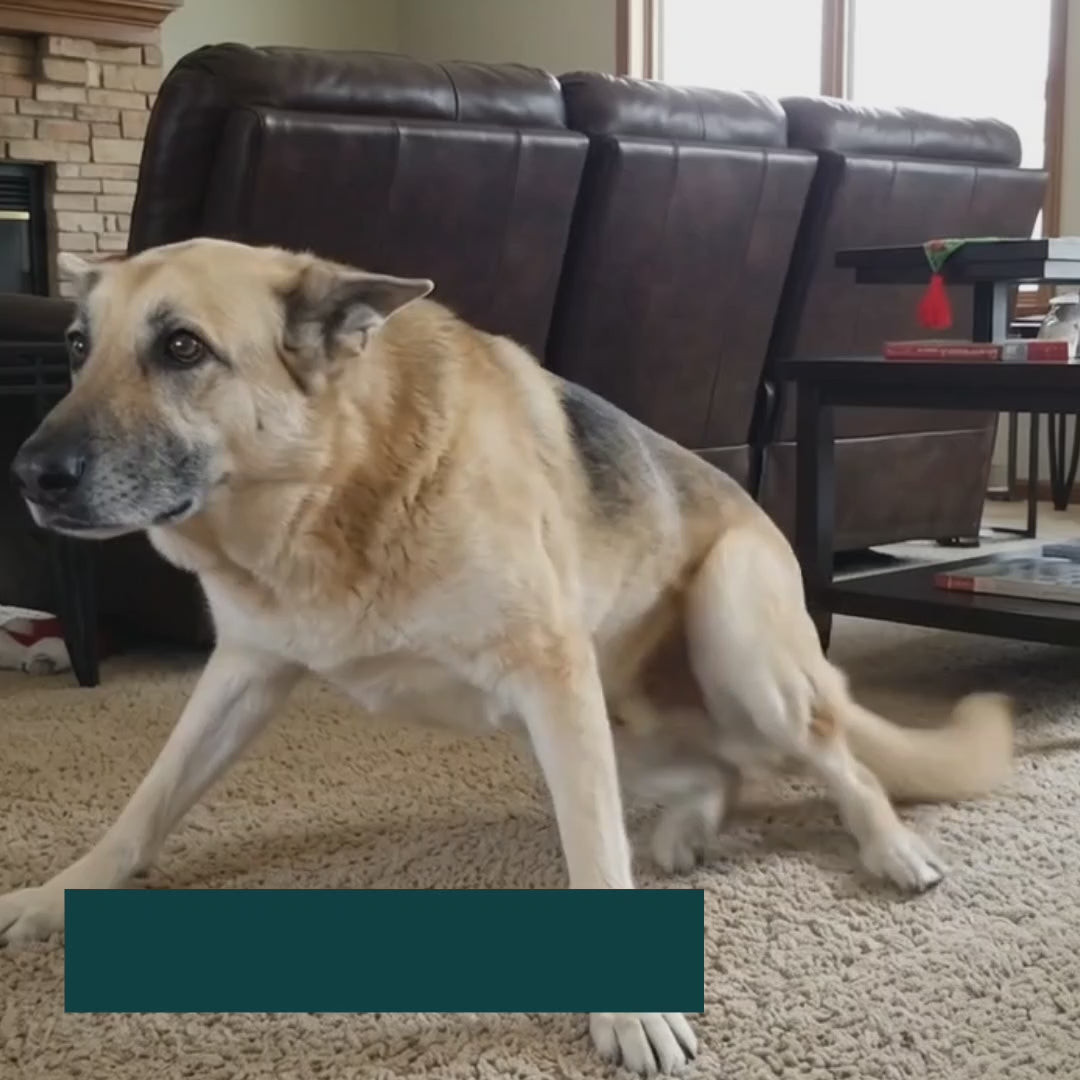 DogHalo rear lift harness supporting a dog while walking - Petifo