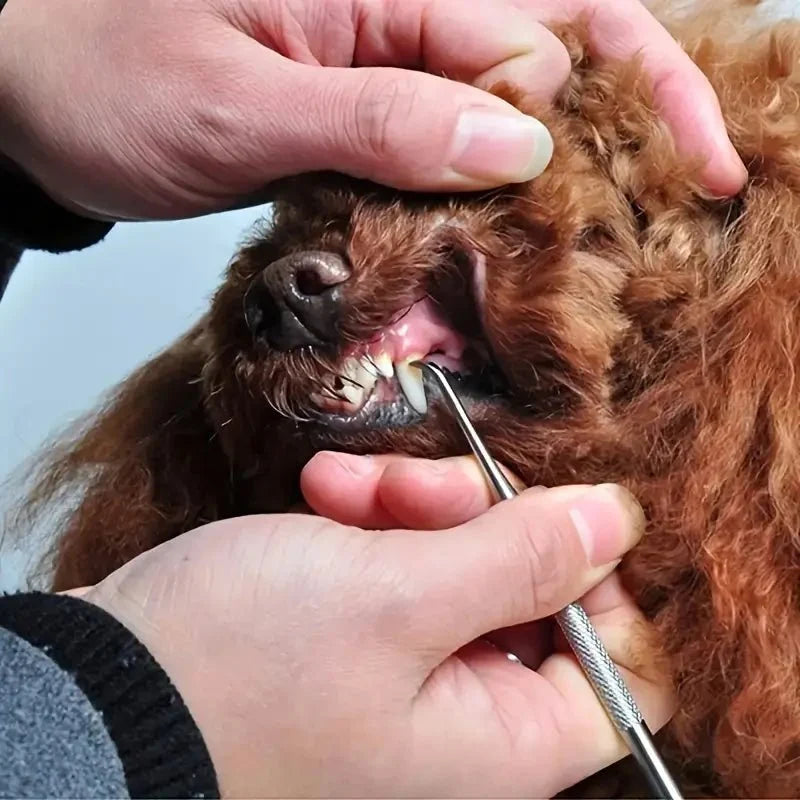 Tartar Scraper For Dogs,
Remove Tartar, Tartar Scraper 3 sets for dogs and cats - Petifo