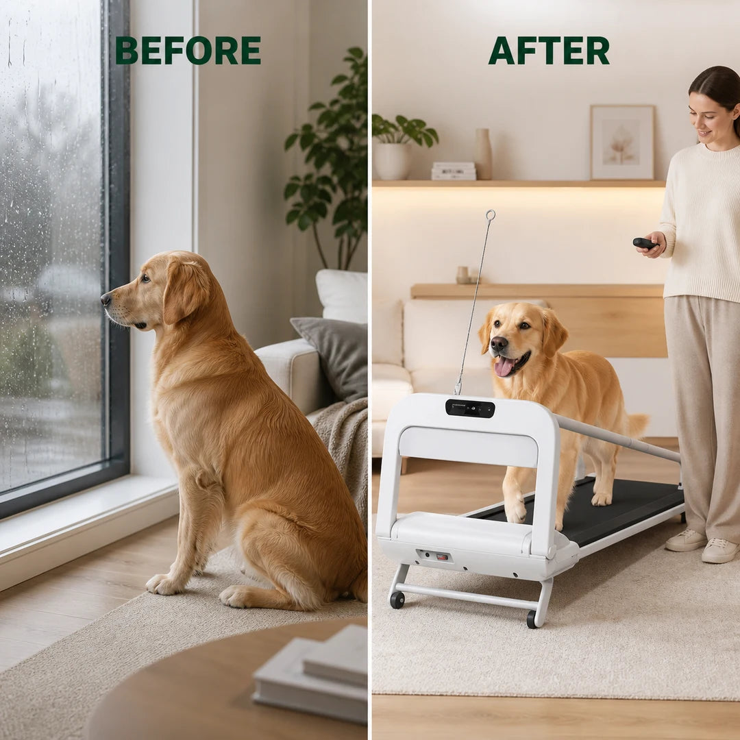 Comparación antes y después del ejercicio de un perro en casa